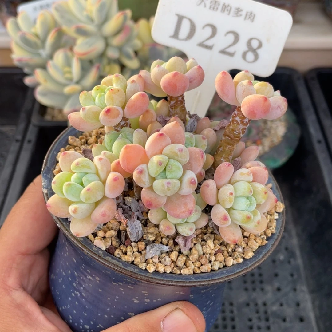 228罗琦不带盆10厘米