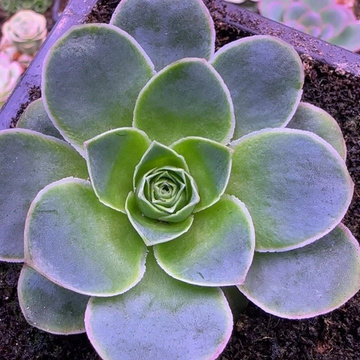 福利18568565555565896999