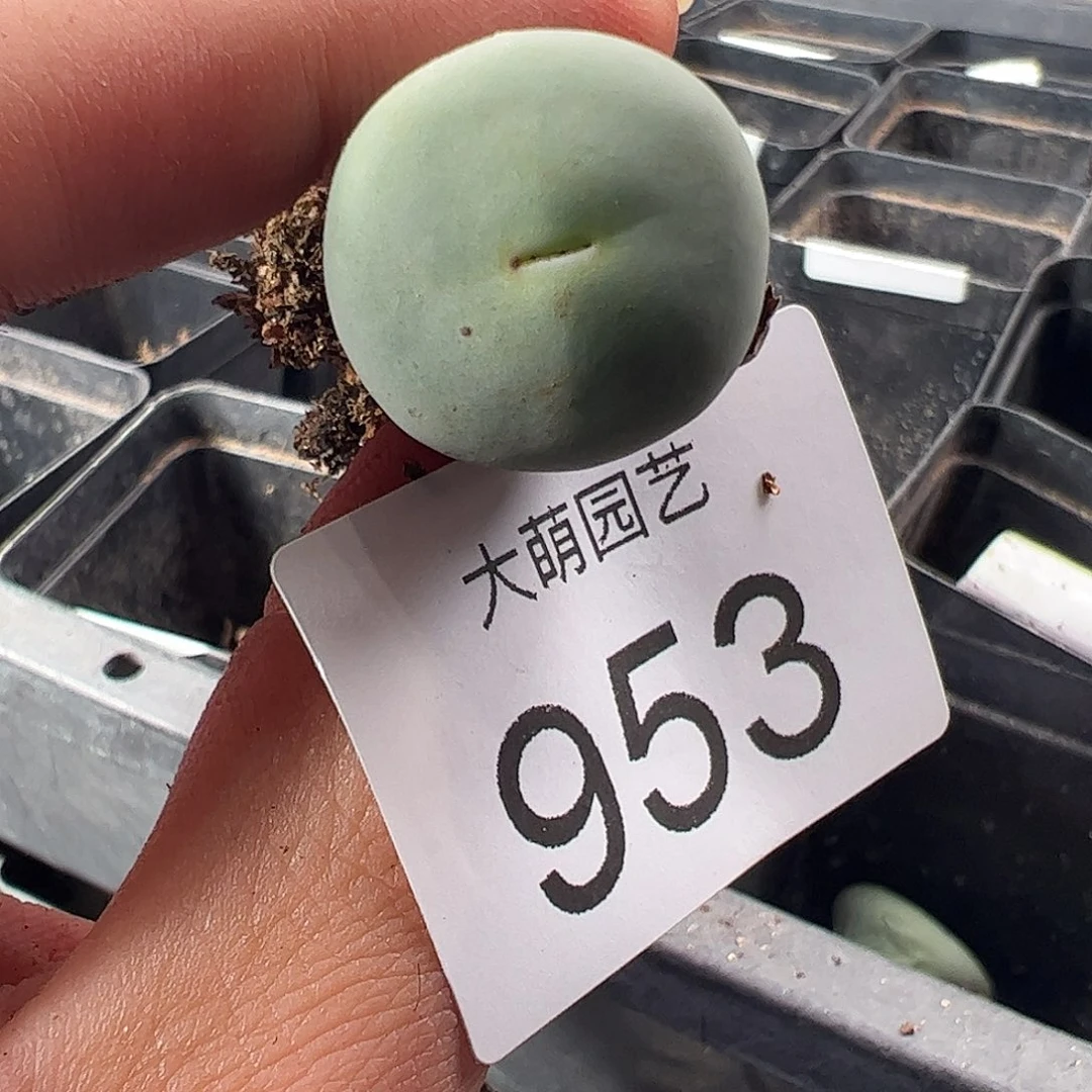 一物一拍。     953