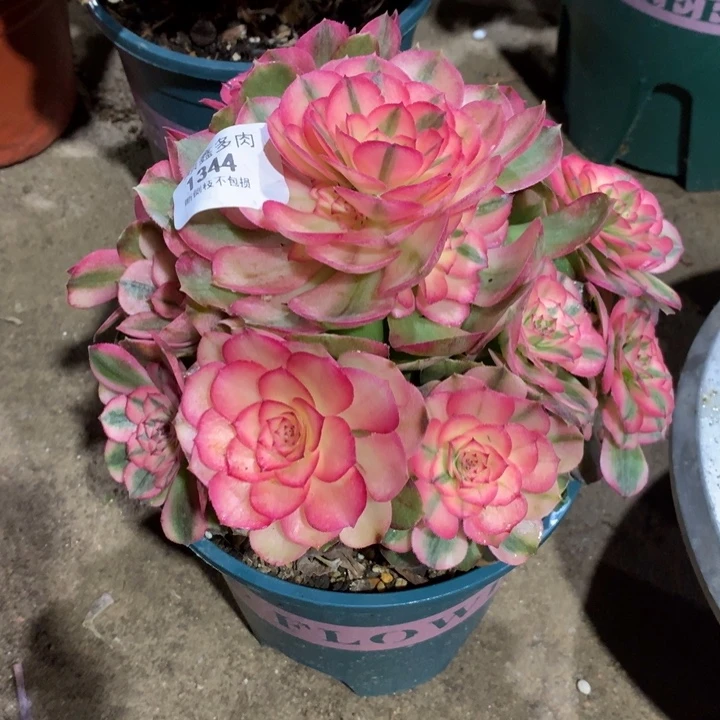 1344荔枝多肉植物