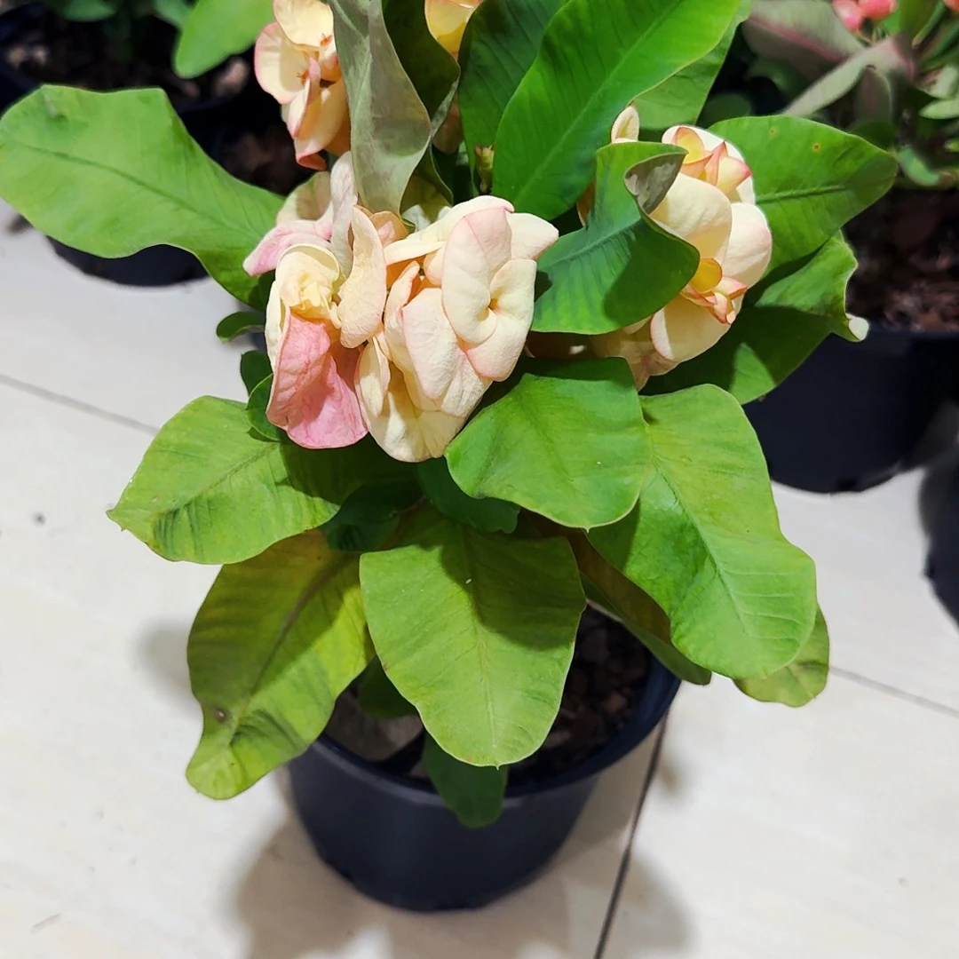 芬****完全开放芝士蛋糕直播间一物一拍