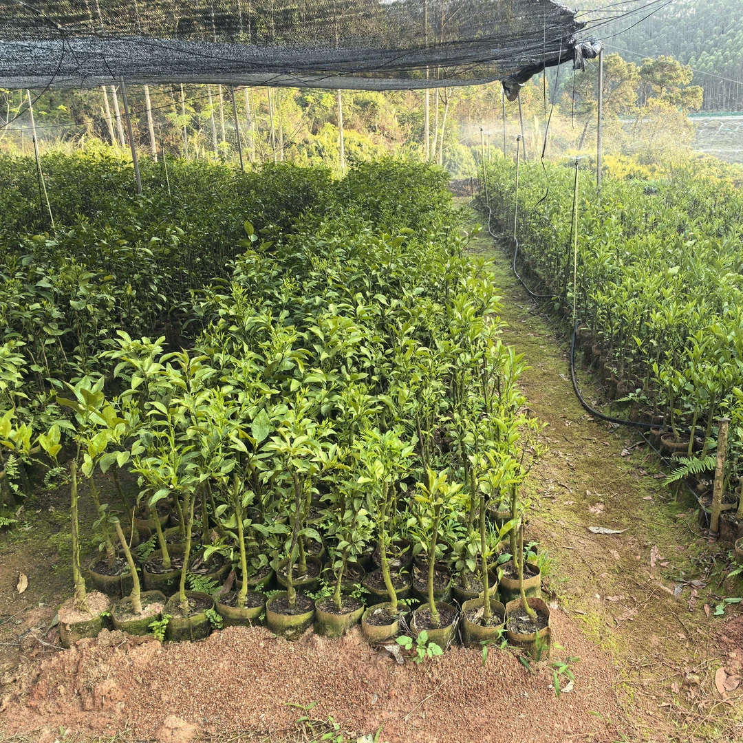 春见耙耙柑树苗盆栽地栽果树庭院室内植物