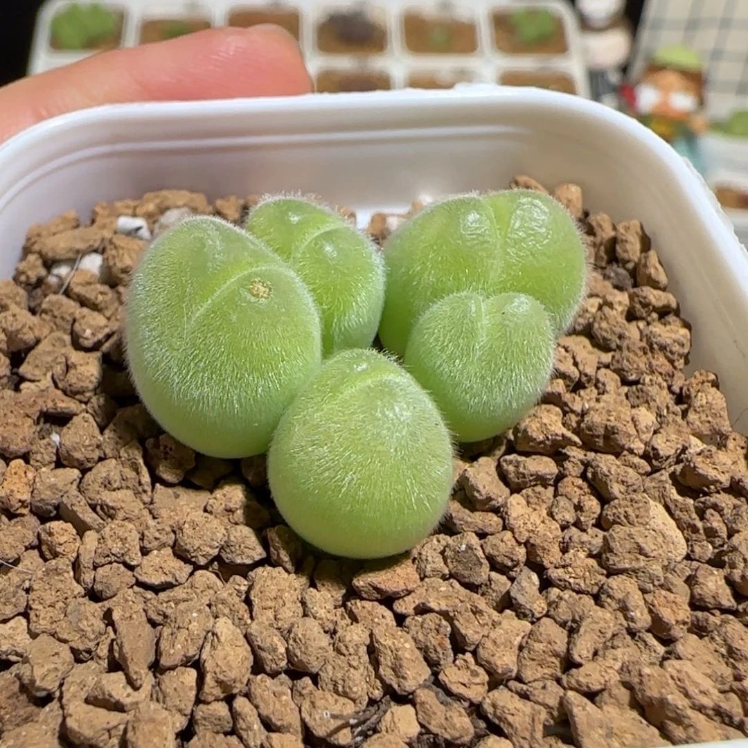 肉锥多肉植物组合-长毛翠滴有疤1447