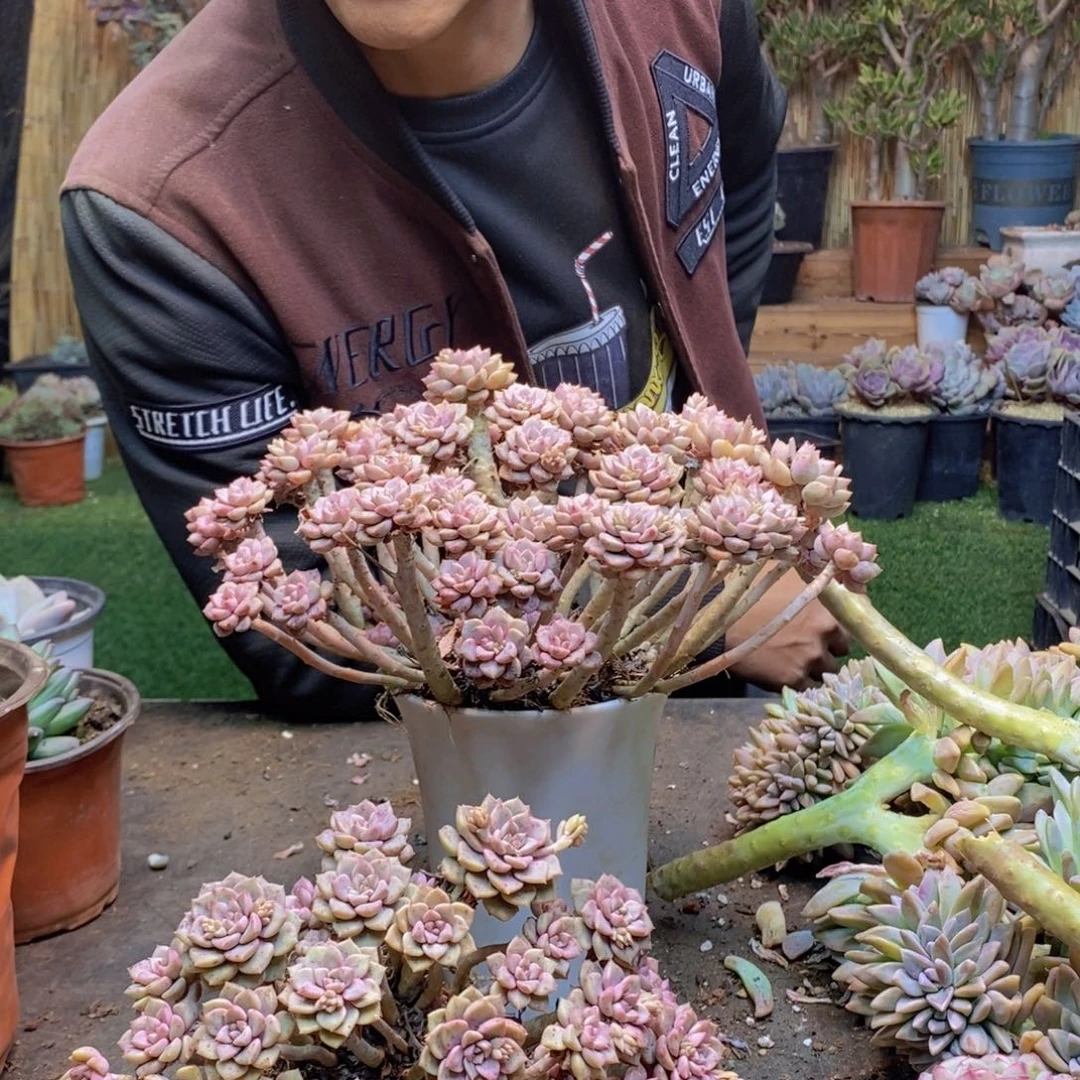 大*子A105号粉布偶老桩