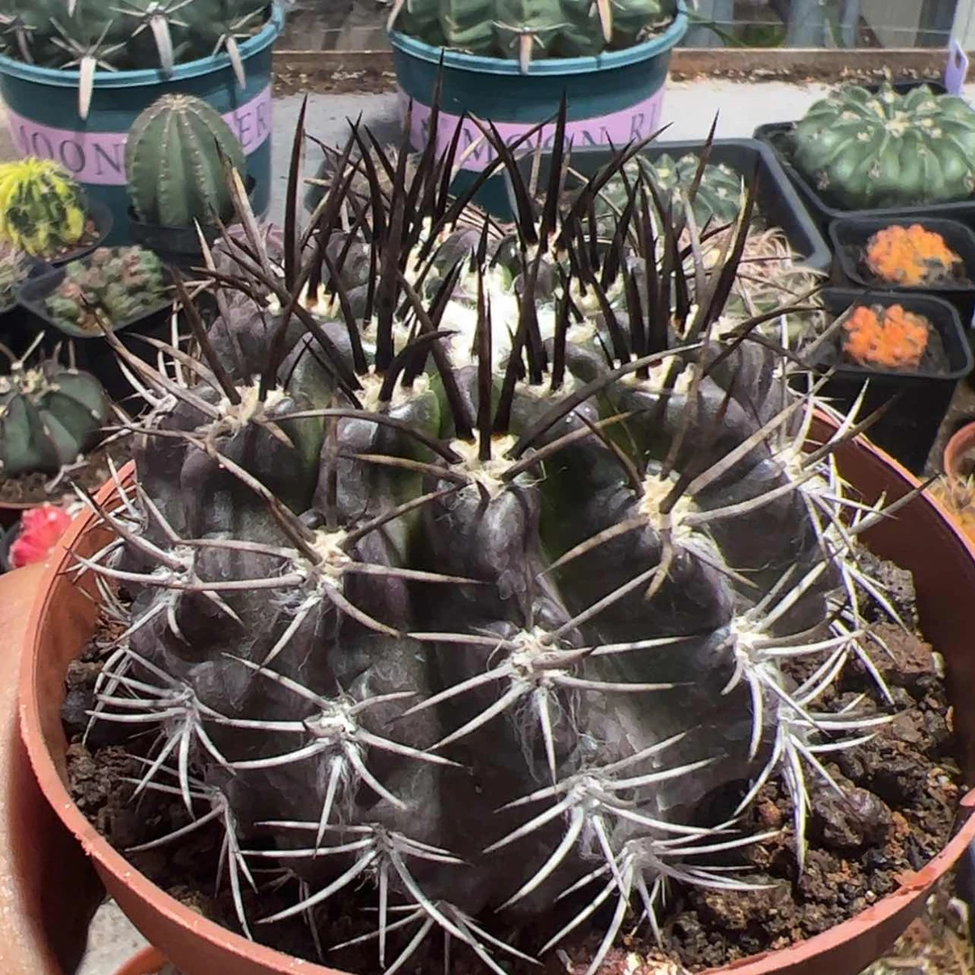 【闪购商品】实生仙人球