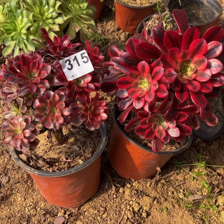 美杜莎砍头2颗多肉植物315