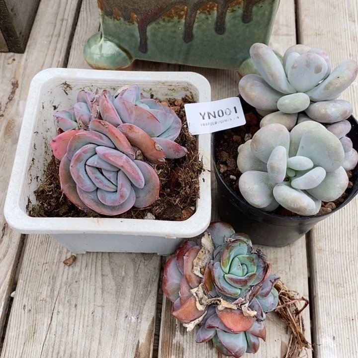 粗砂花盆H**?YN001rourourou