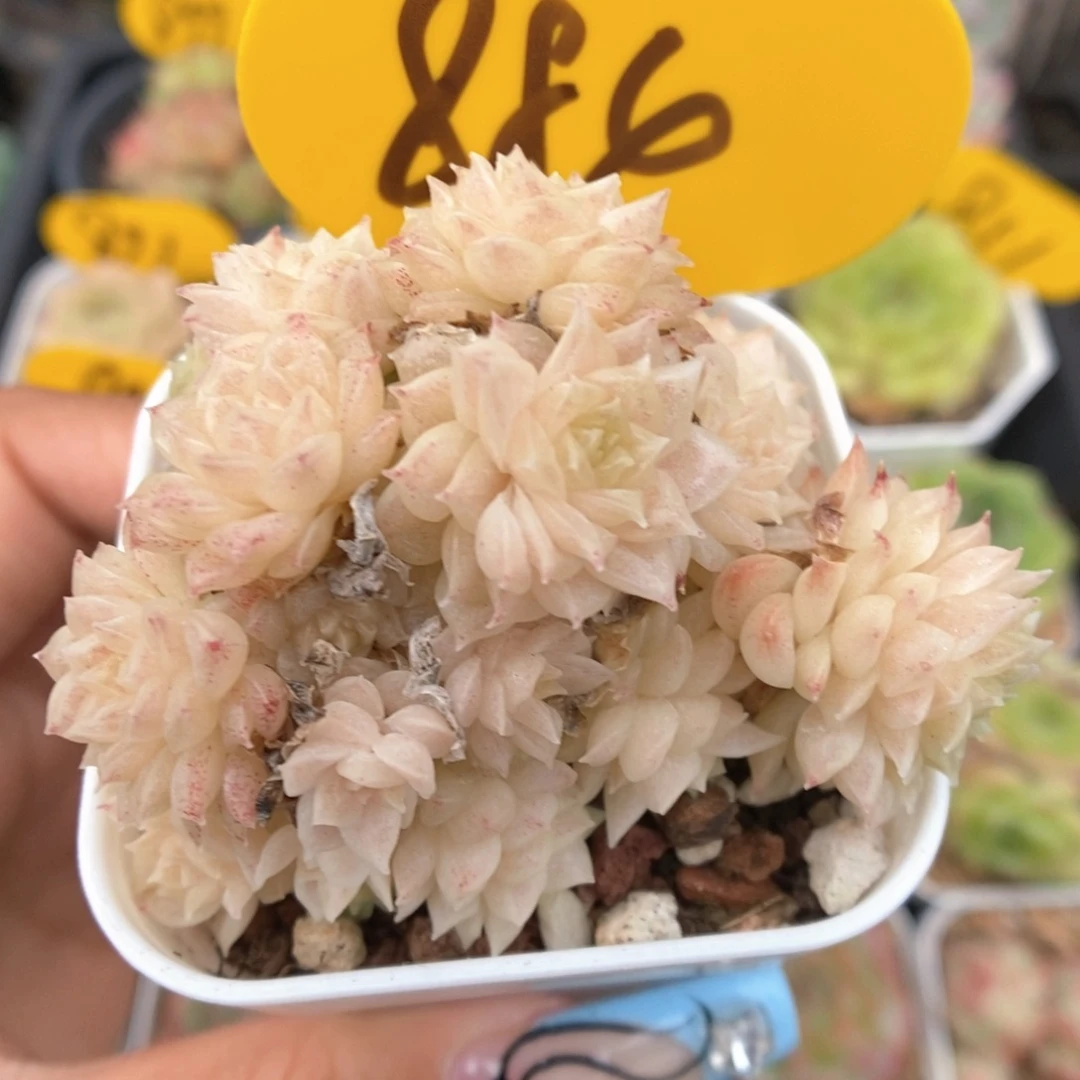 朵朵麦秆群生884号