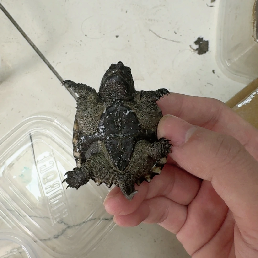 小鳄龟不分公母111