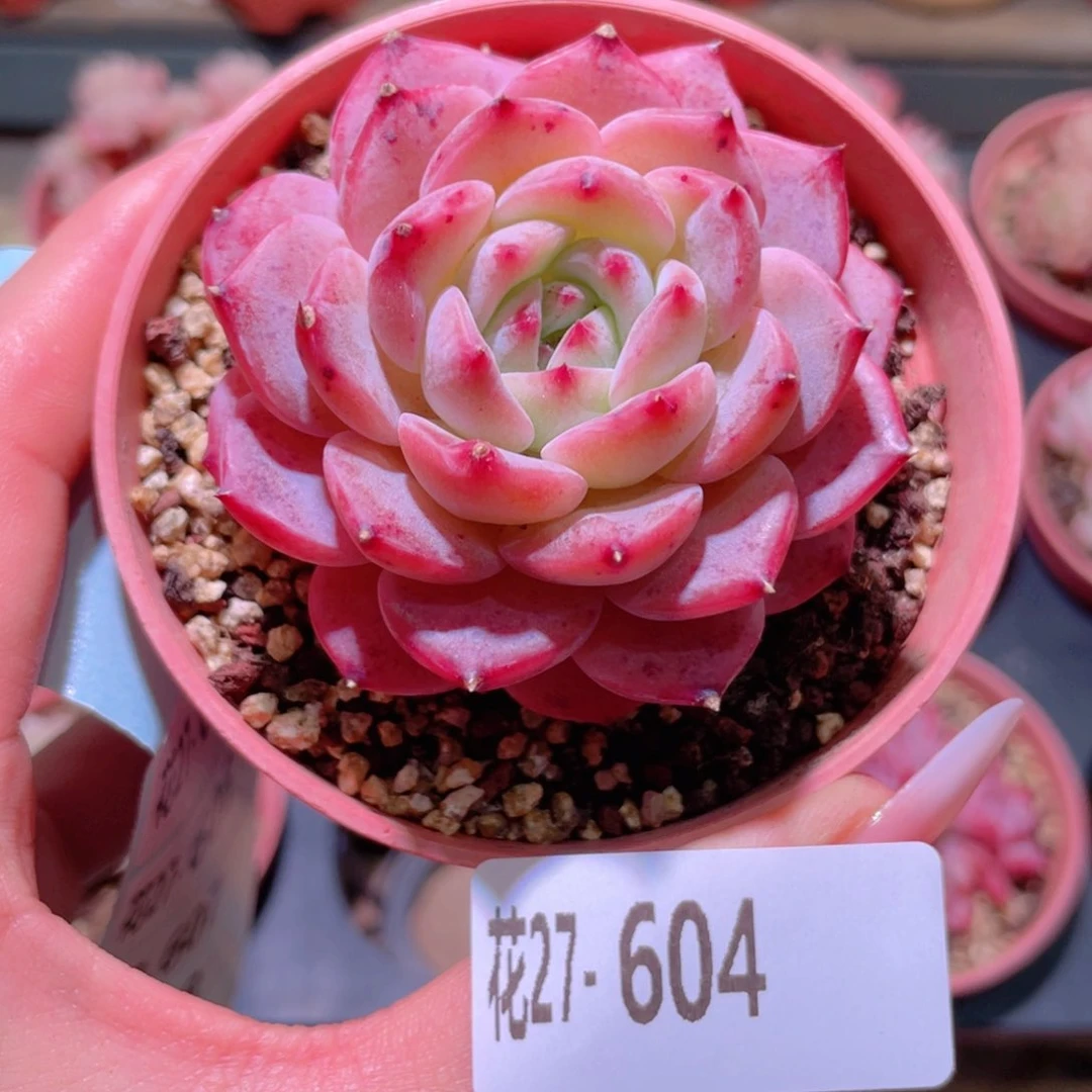 花利美27-604新品