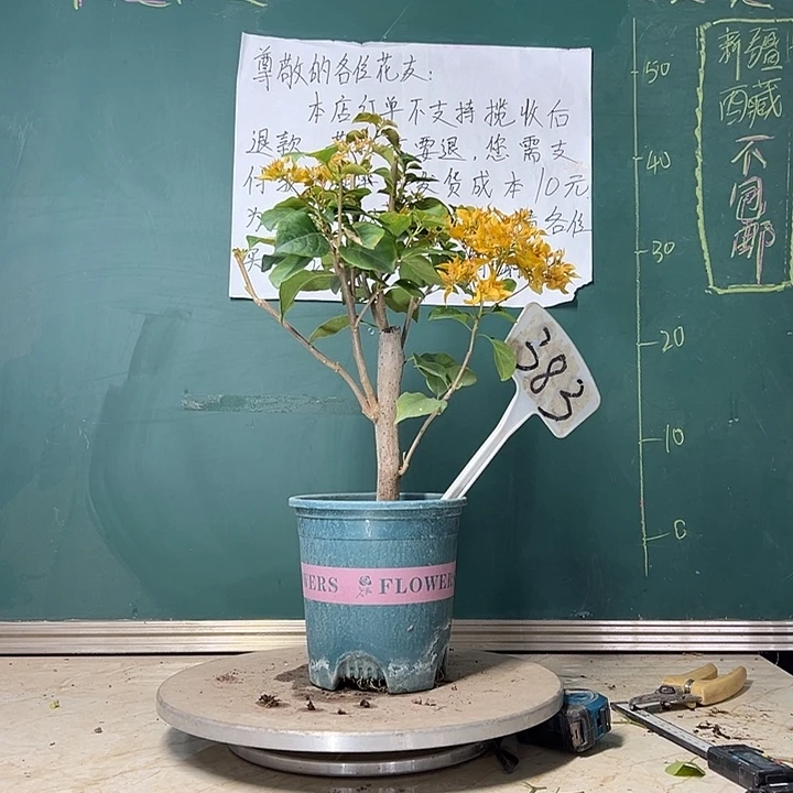 当前无花栽培后可以开花  重瓣黄  383