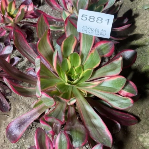 红魔女多肉多肉5881