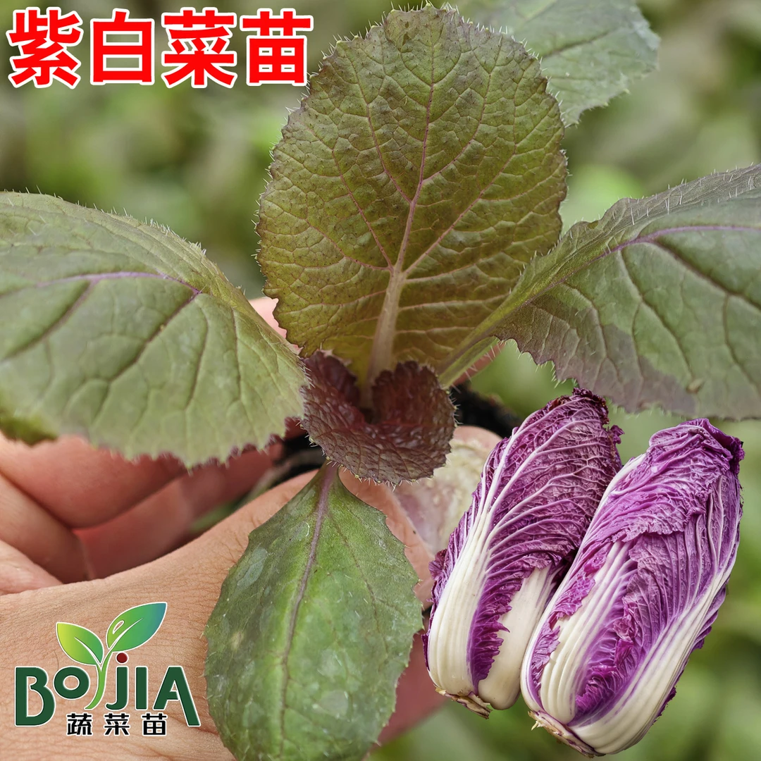 紫白菜花青素含量高的健康蔬菜秋天蔬菜种子蔬菜苗黄心大白菜秧苗
