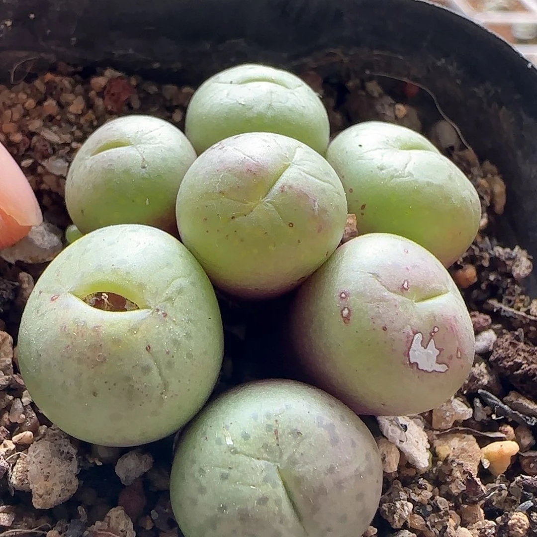 脱土发货哦25170