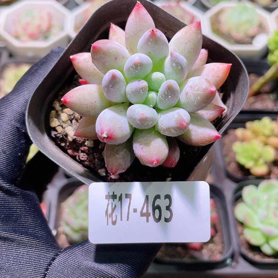 花利美17-463奶瓶
