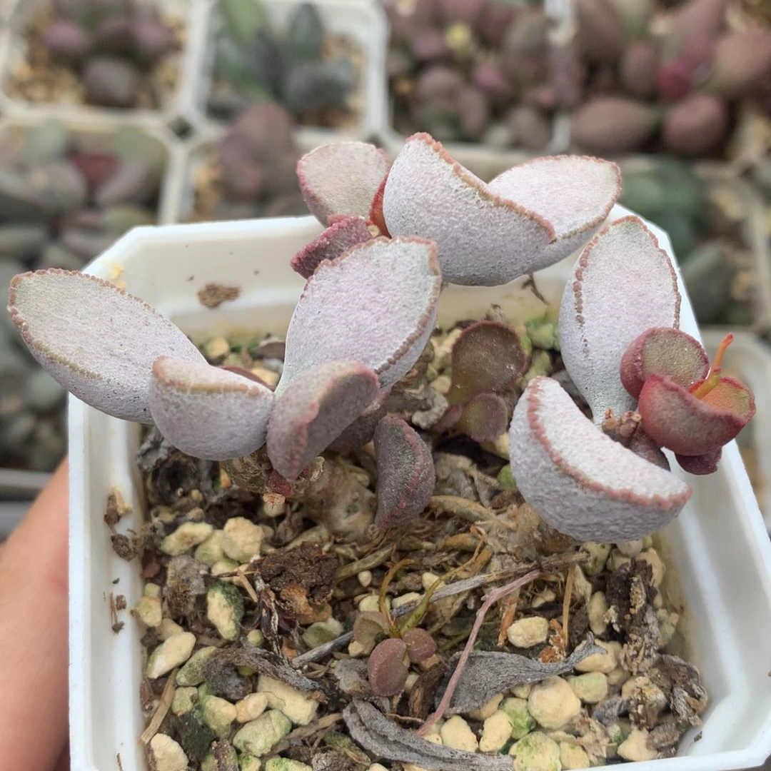 雪兔一物一拍木质桩