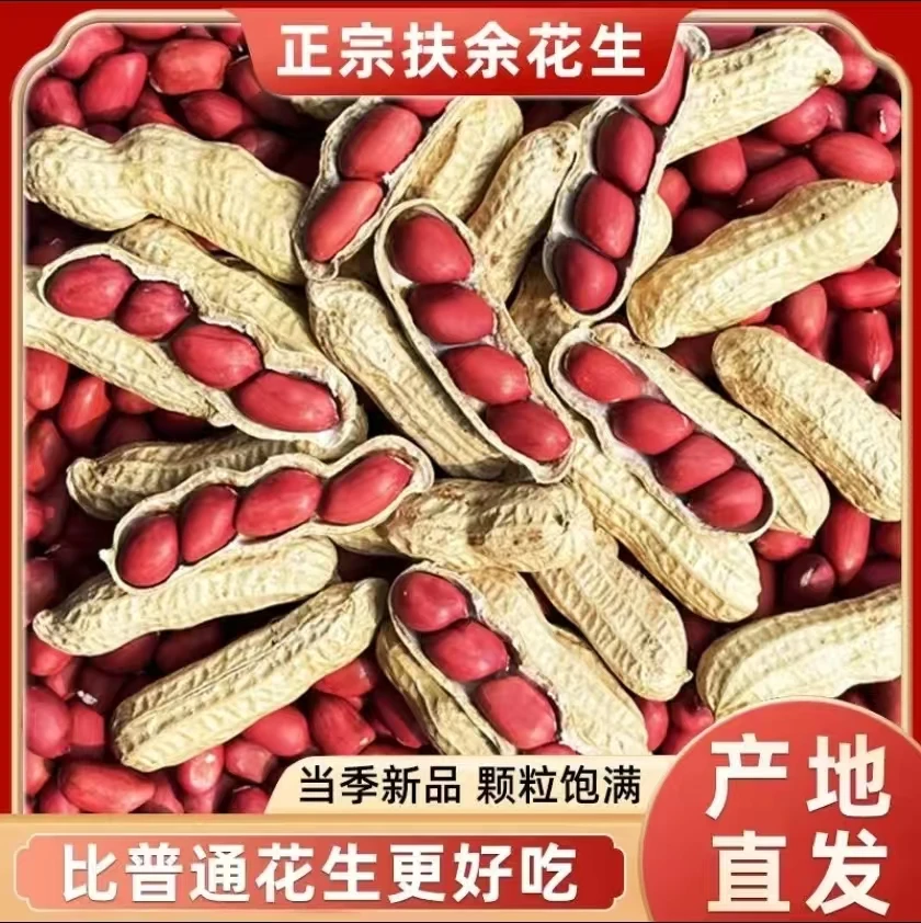 新鲜【带壳】正宗东北红皮四粒红花生农家自种晒干当季新货