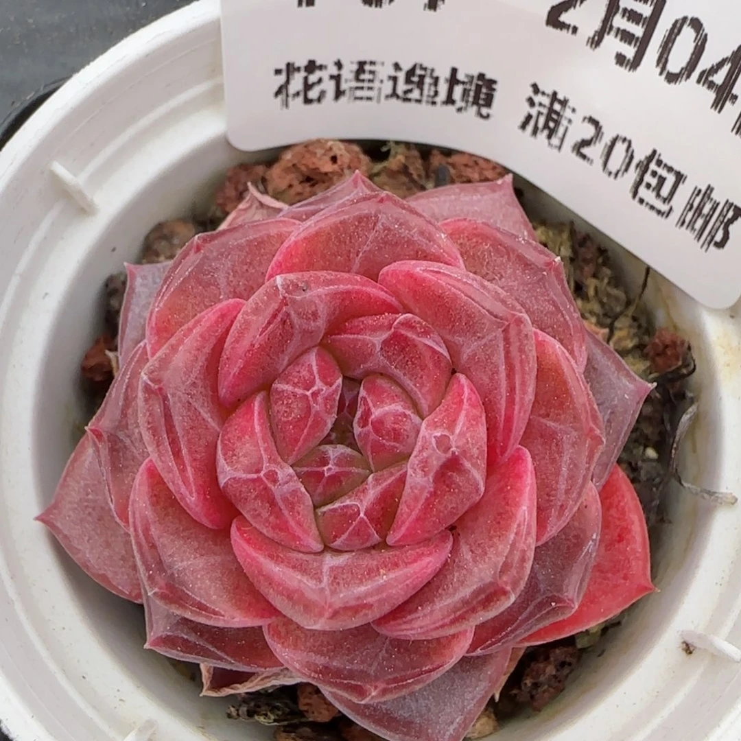 花语逸镜0204-707