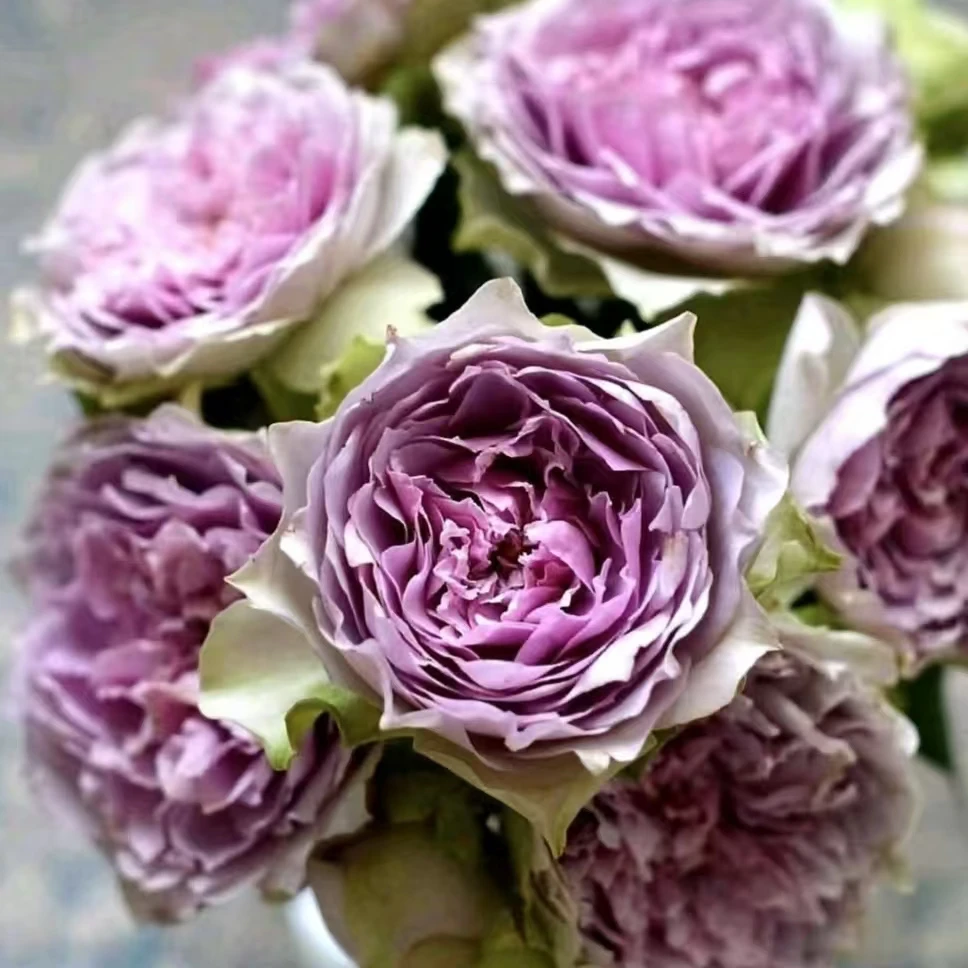 【首饰盒+闺蜜】阿木 春季精品切花月季露天苗四季开花耐寒耐热