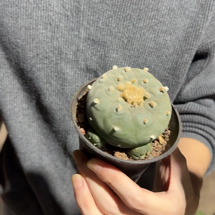 一行园艺【六头大号海鲜】