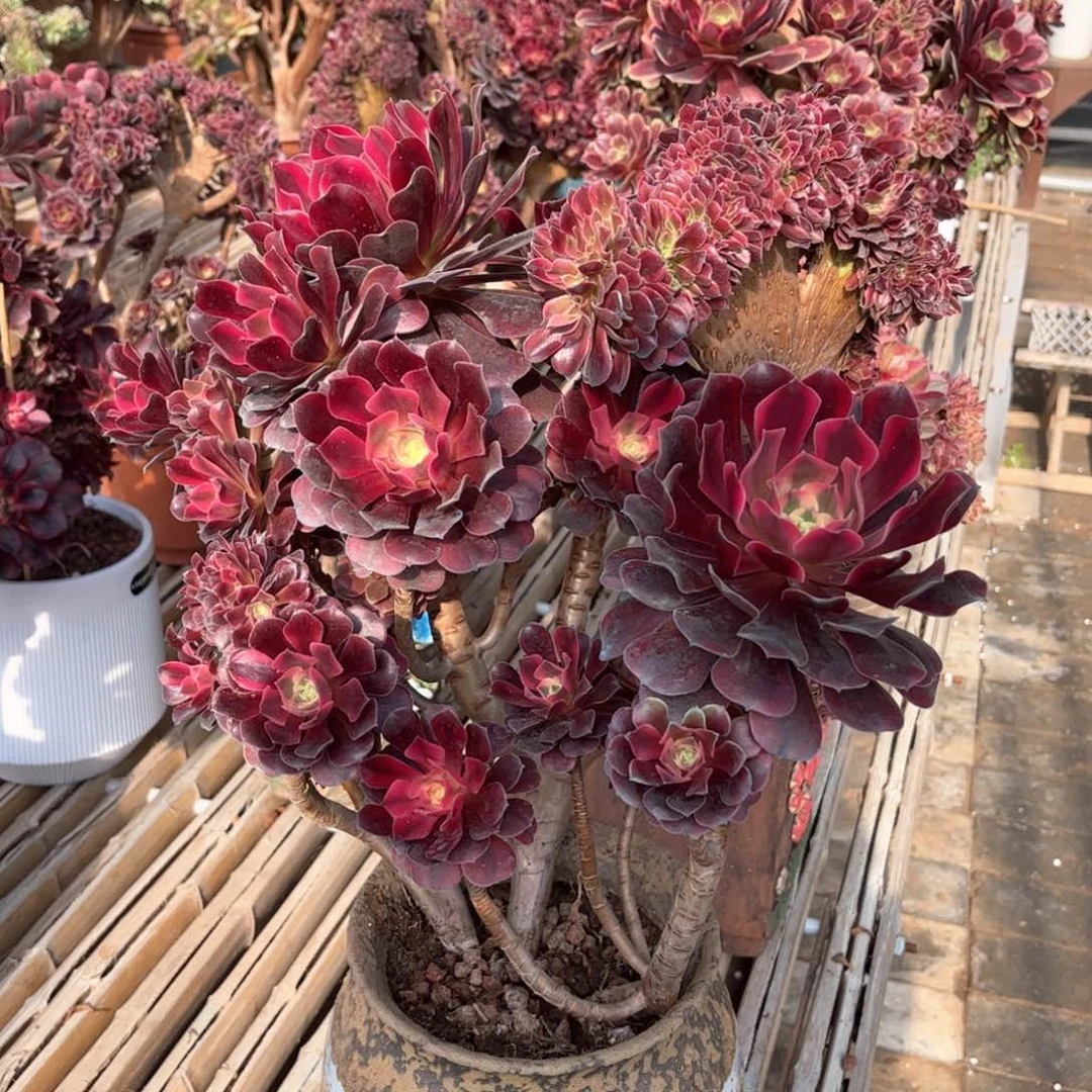 美杜莎妖桩造型设计