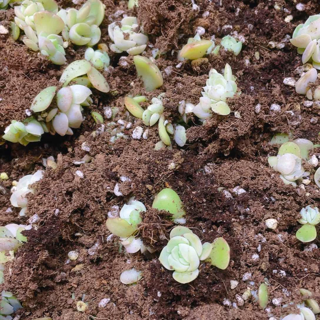 良辰穴一个满25包邮