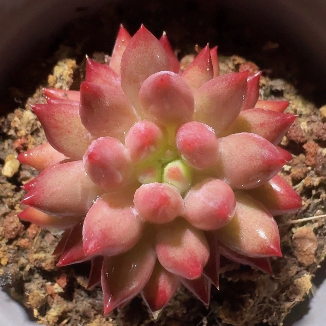 无花朵虞美人单头一物一拍