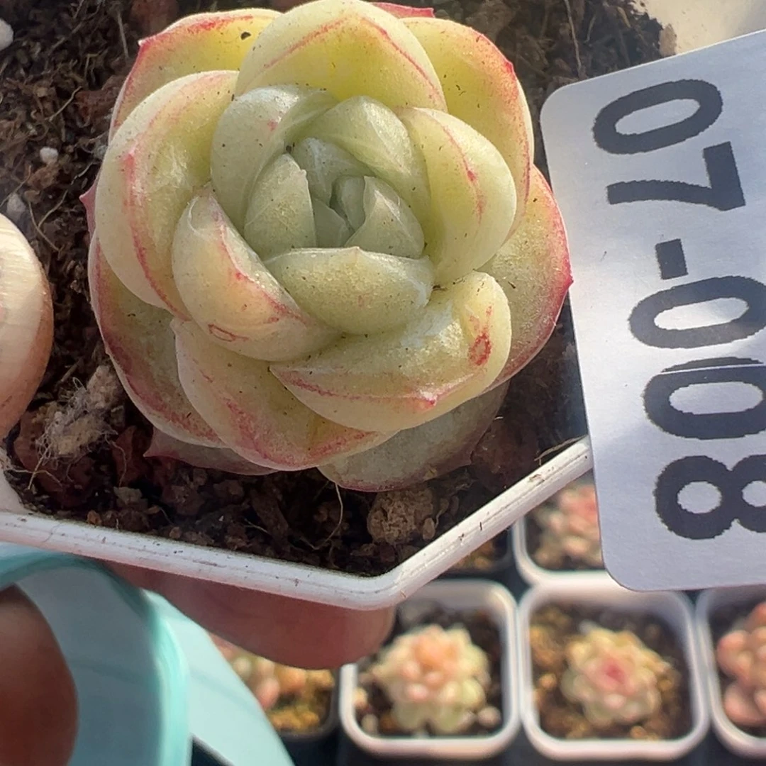 小卡拉米糖心一物一拍7_8