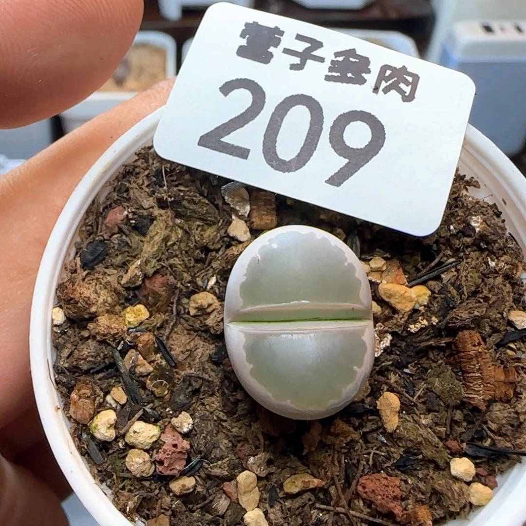 橄榄带盆土。