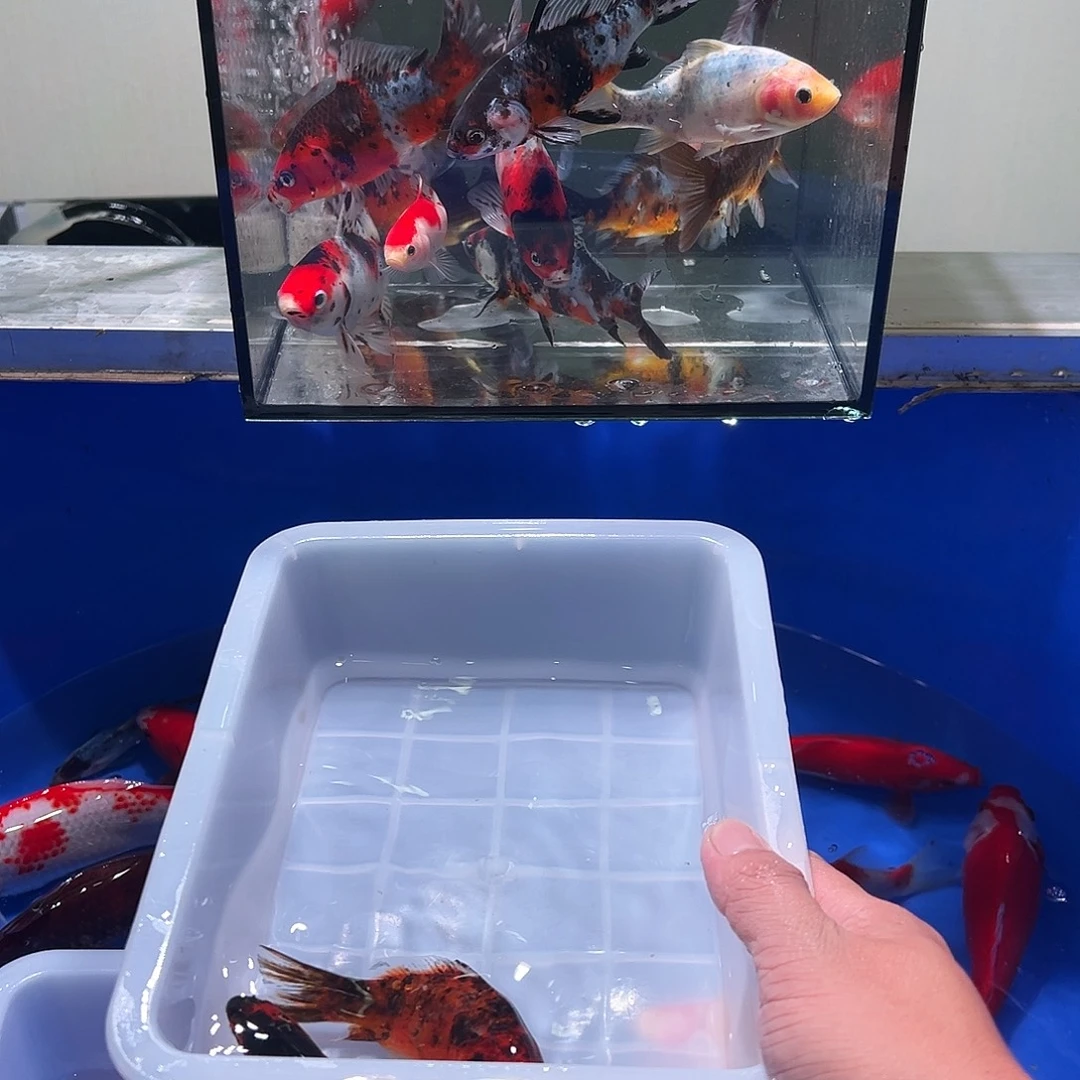 云***水海水观赏鱼福利多多8