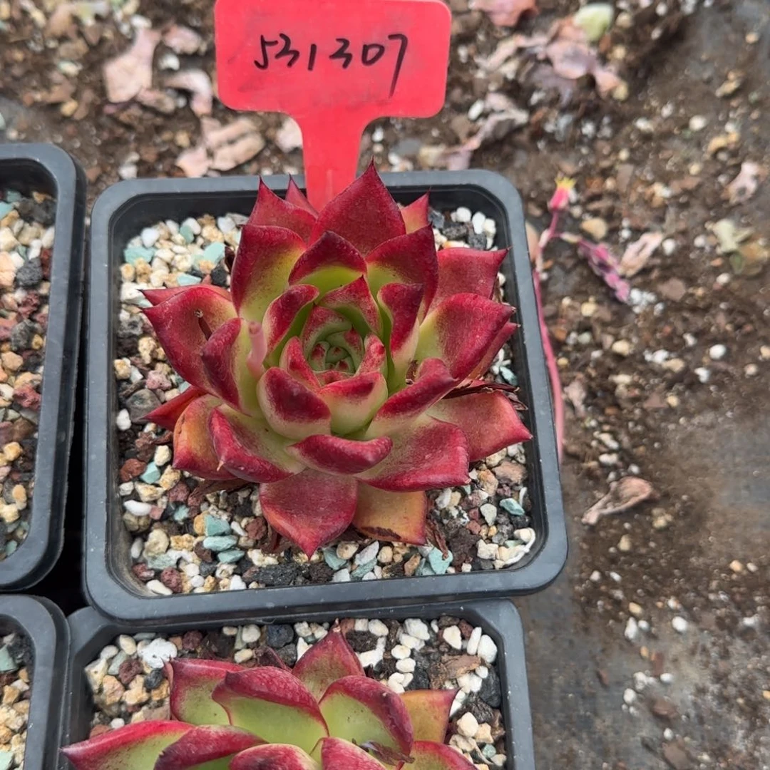 猪**夫红骑士单头五十包邮