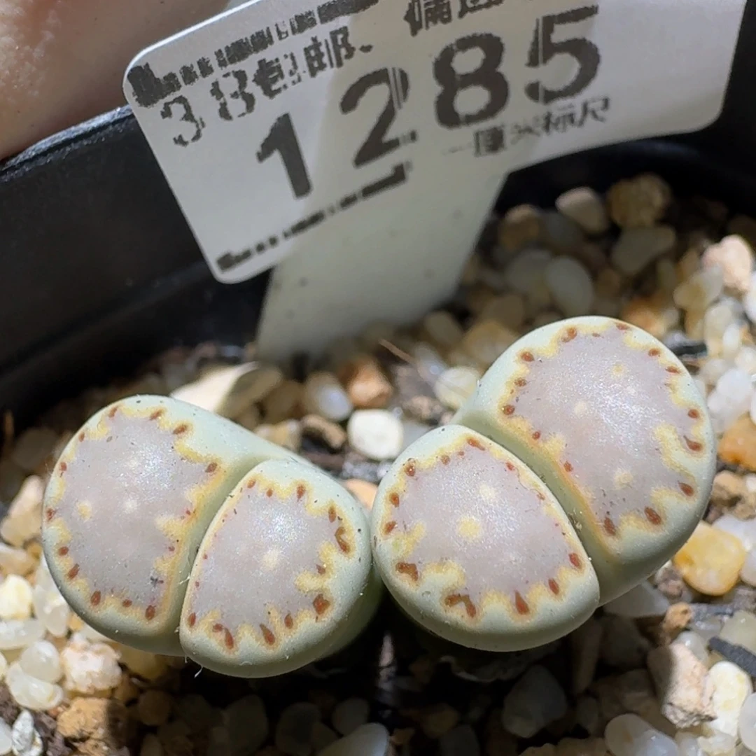 zzzz生石花肉锥1285