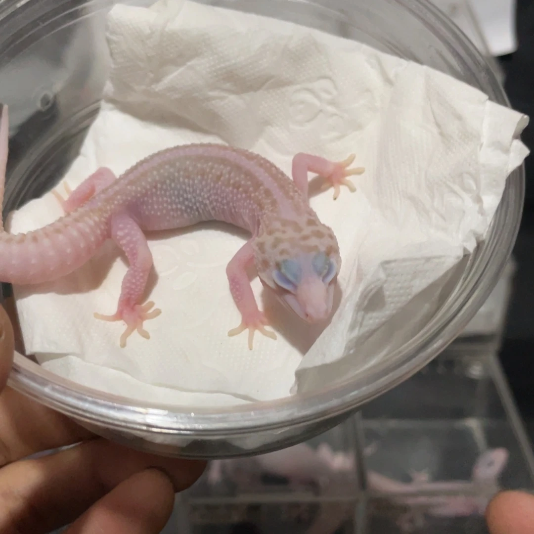 豹纹守宫超级雪花红眼暴龙