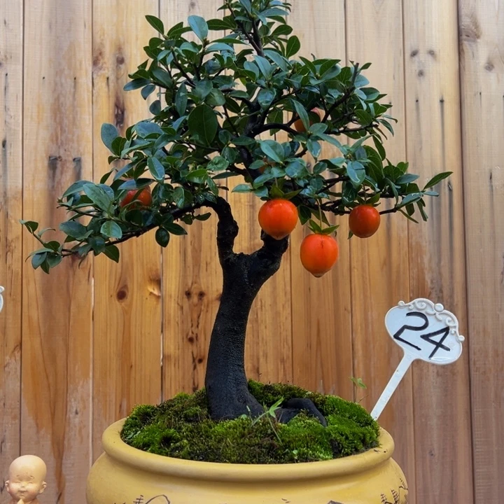 无花朵金弹子盆景一物一拍