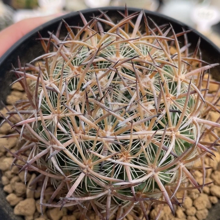 琥爪玉         实生根