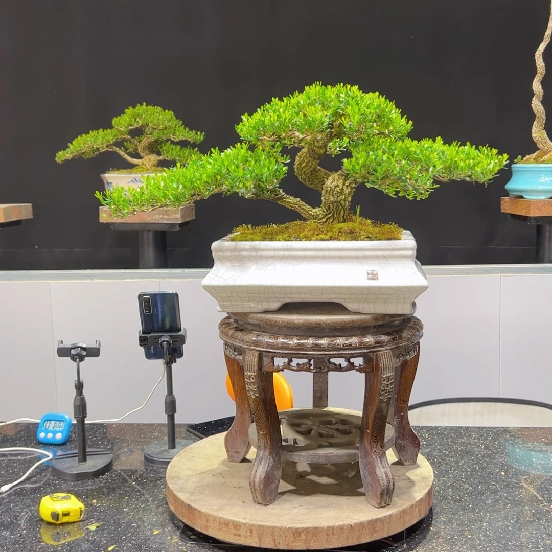 四季常青老桩黄杨盆景