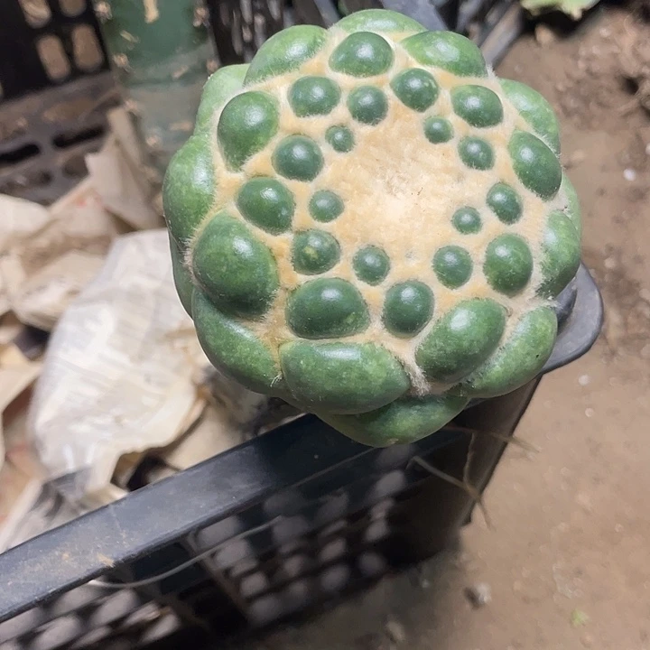 象牙一颗1号仙人球