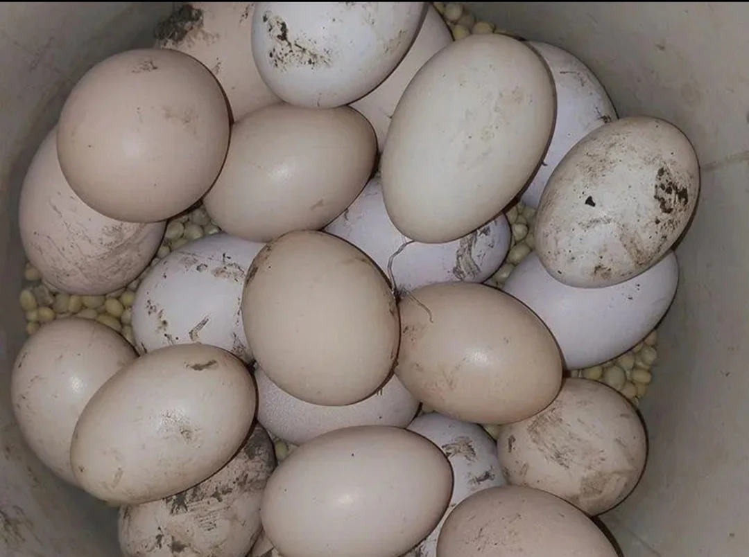 涟源市跑山鸡土鸡蛋