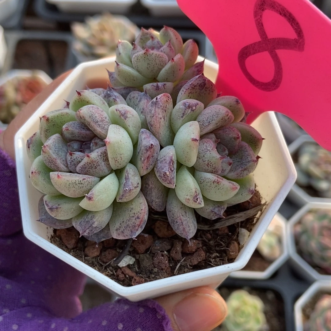 8赤水晶多肉植物多肉