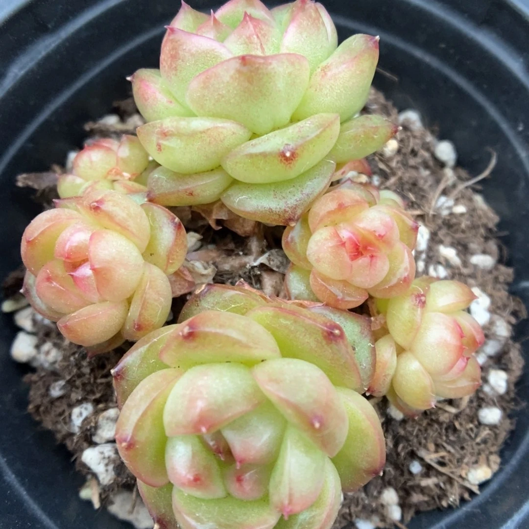 灯泡珍妮自然群751号。