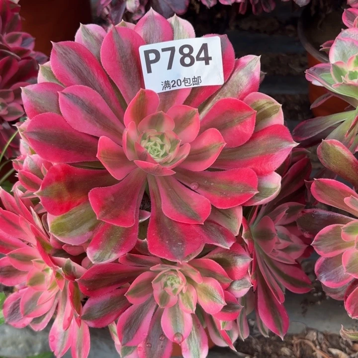 瑞妈多肉植物，784.粉女巫