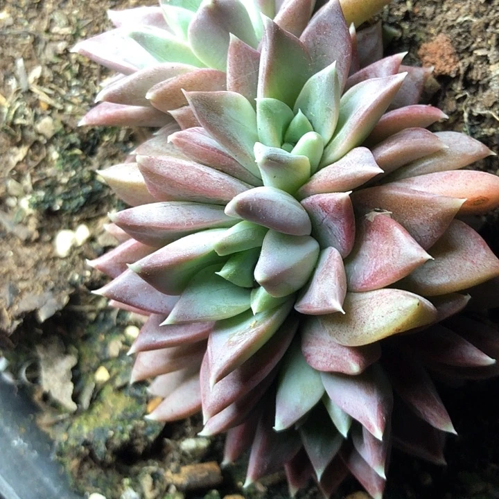 小*?32//////////////////