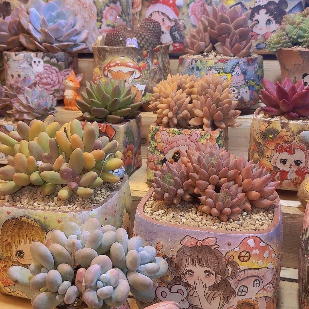 小***满完全开放多肉组合一物一拍