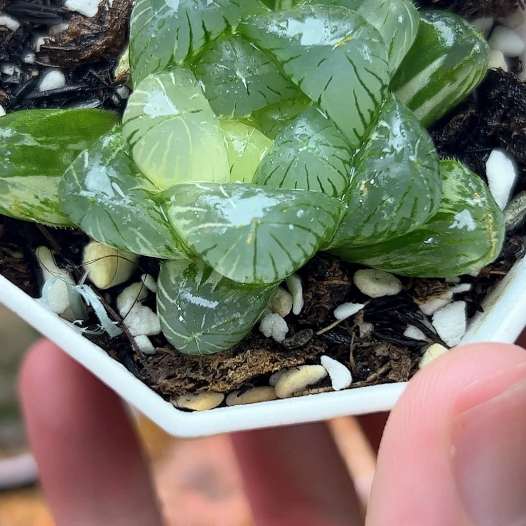 碧玺锦十二卷多肉