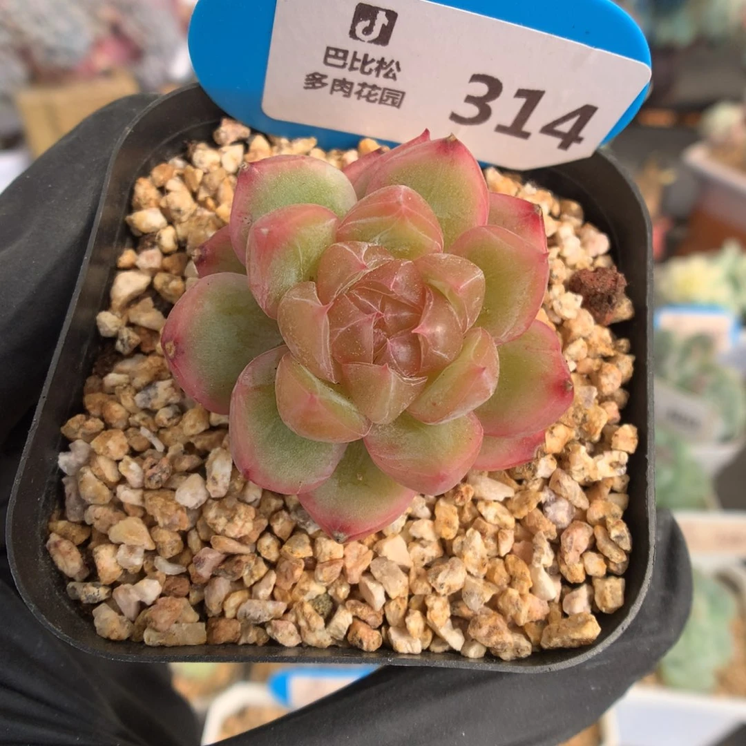 314 红钻珍妮多肉
