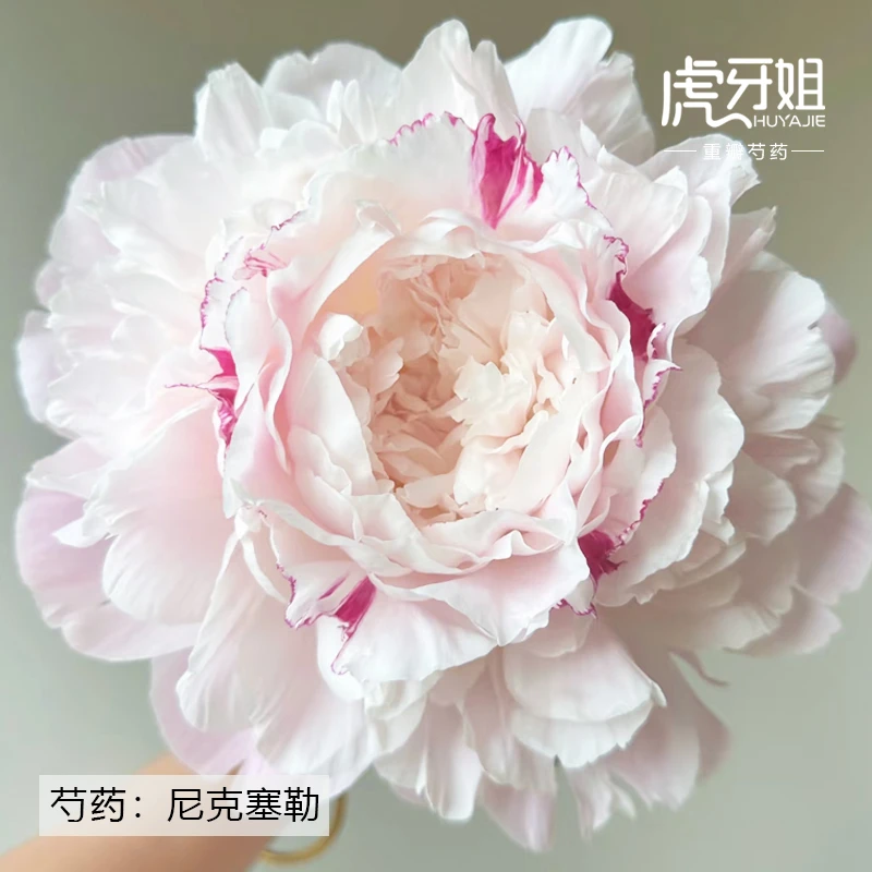 【尼克莎】又名尼克塞勒 裸根芍药包对版-庭院阳台花卉重瓣大花粉色