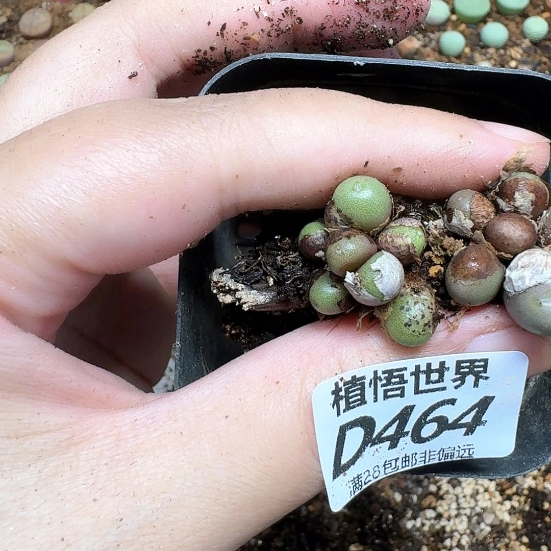 多热的润泽法v去的润泽