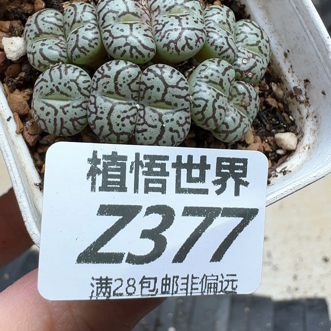 的W的润泽的人啊fvb