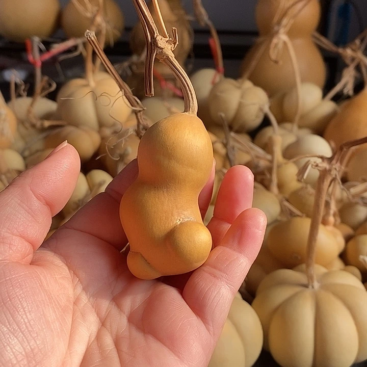 葫芦的颜色很好看