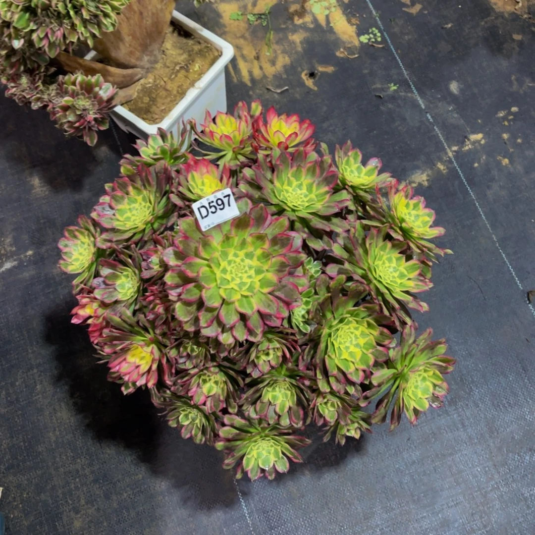 幺***妹59700天河福利可以拍